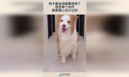 小狗狗跳舞视频